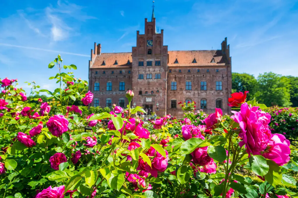 Vibrant pink roses blooming in the foreground with the historical Castle Egeskov in Denmark under a clear blue sky in the background.