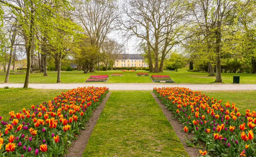 Vibrant tulip beds leading up to the historic Gavnø Castle in Denmark, showcasing the castle's lush spring garden settings.